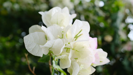White bougainvillea blooming in the garden, selective focusの写真素材