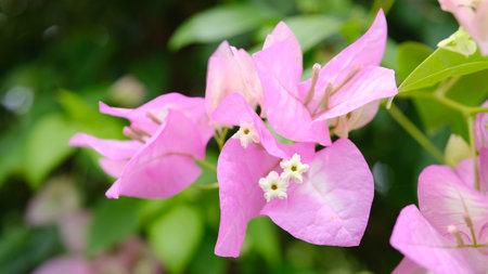 pink bougainvillea blooming in the garden, selective focusの写真素材