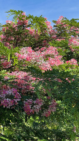 Cassia bakeriana known as the pink shower tree, wishing tree blooming in spring season.の写真素材