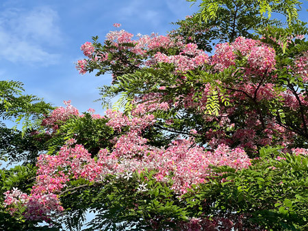 Cassia bakeriana known as the pink shower tree, wishing tree blooming in spring season.の写真素材