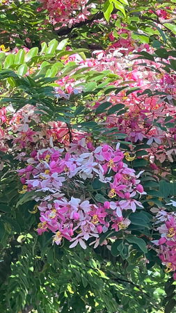 Cassia bakeriana known as the pink shower tree, wishing tree blooming in spring season.の写真素材