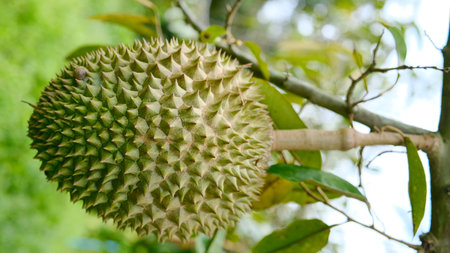 Durian hanging on tree in the orchard. Durian is the king of fruit.の写真素材