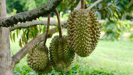 Durian hanging on tree in the orchard. Durian is the king of fruit.の写真素材