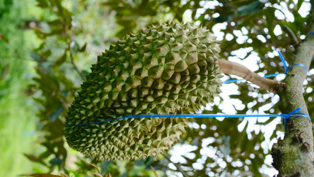 Durian hanging on tree in the orchard. Durian is the king of fruit.の写真素材