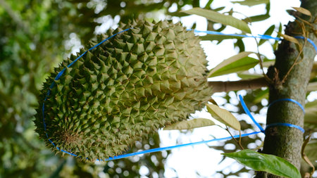 Durian hanging on tree in the orchard. Durian is the king of fruit.の写真素材
