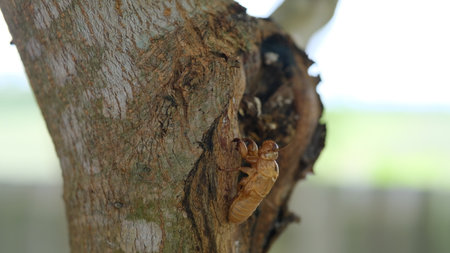 cicada molting on the tree in the garden, selective focus photoの写真素材