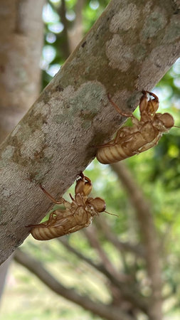cicada molting on the tree in the garden, selective focus photoの写真素材