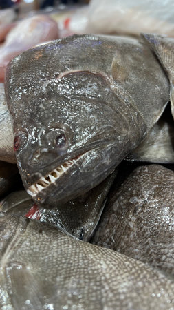 Fresh fish on display at the fish market in Bangkok, Thailand.の写真素材