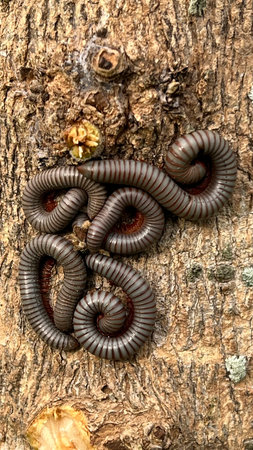 Millipede on the tree. Millipede on the tree.の写真素材