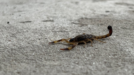 Scorpion on the cement floor in the parkの写真素材