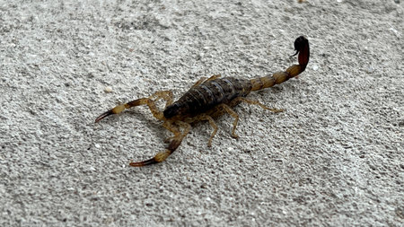 Scorpion on the cement floor in the parkの写真素材
