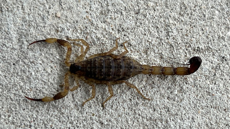 Scorpion on the cement floor in the parkの写真素材