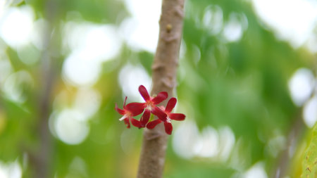 averrhoa bilimbi, or tree sorrel flower in bloom with bokeh background.の写真素材