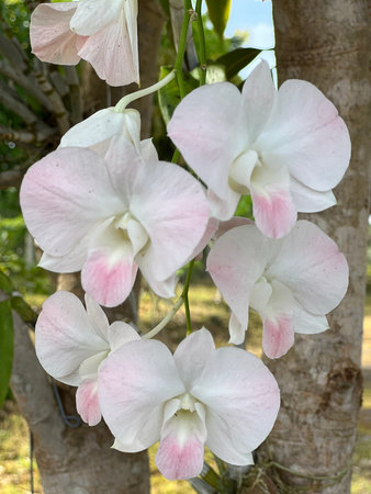 selective focus white orchids blossom in the garden.