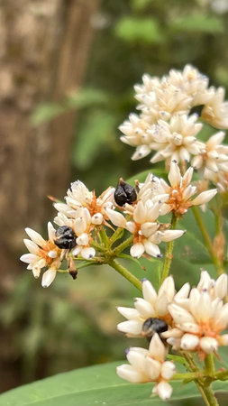 Close up white wildflowers blooming in the tropical forest on the blurred background.