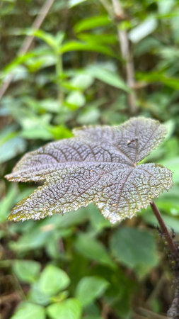 Close up of exotic wild beautiful leaf pattern of a tropical plant in a lush forest, selective...