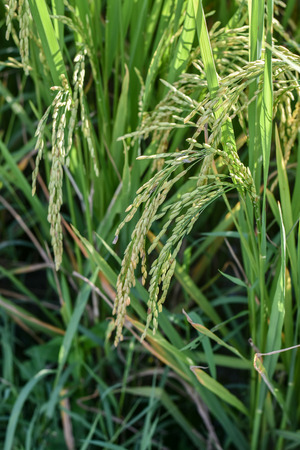 Rice in the morningの写真素材