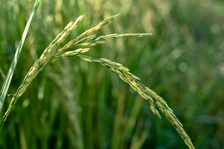 Rice in the morningの写真素材