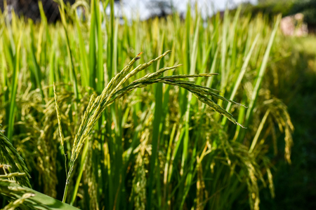 Rice in the morningの写真素材