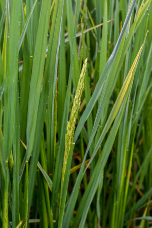 Rice in the morningの写真素材