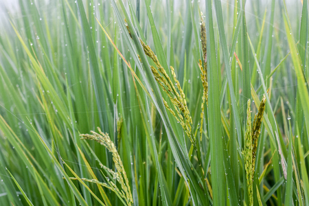 Rice in the morningの写真素材