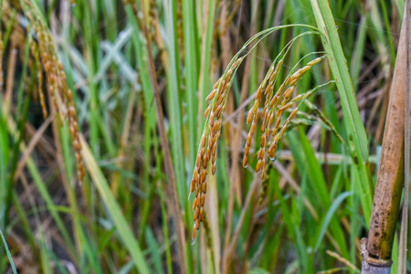Rice in the morningの写真素材
