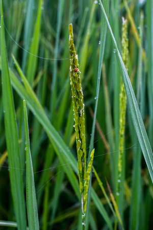 Rice in the morningの写真素材