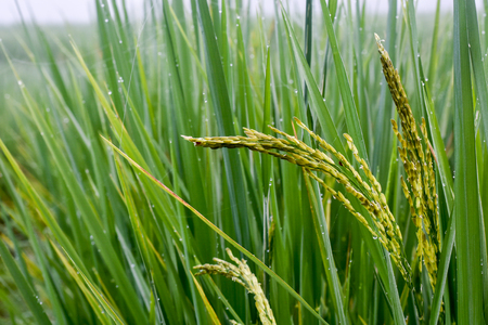 Rice in the morningの写真素材