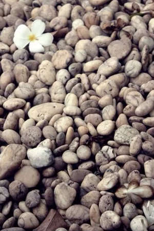 Flower on rocksの素材