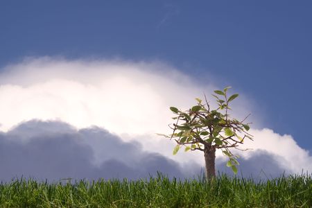 Bonsai in the open air with an iimpressive skyの写真素材