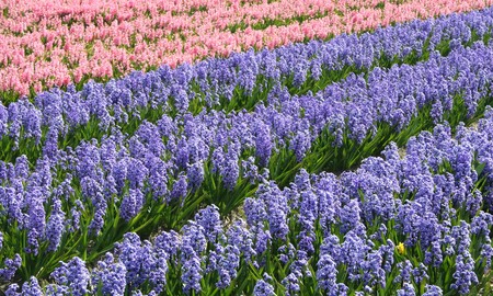 Bulb-flowers like tulips, daffodils and hyacints are growing in rows, making colorfull landscapesの写真素材