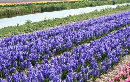 Bulb-flowers like tulips, daffodils and hyacints are growing in rows, making colorfull landscapesの写真素材