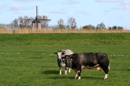 Traditional old windmills near the village of Schermerhorn in Hollandの写真素材