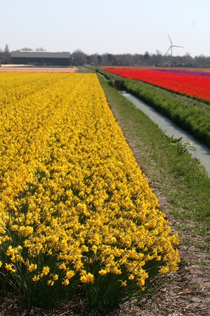 Bulbfields of tulips and bulb flowers in the Dutch landscapeの写真素材