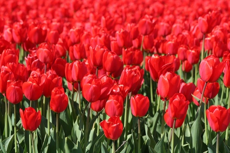 Colorful bulb fields in Hollandの写真素材