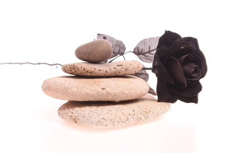 Black rose on a pile of stones isolated against a white background with copy spaceの写真素材