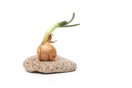 Sprouting onion o a stone against a white backgroundの写真素材