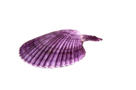 Marine sea shell in a studio setting against a white backgroundの写真素材