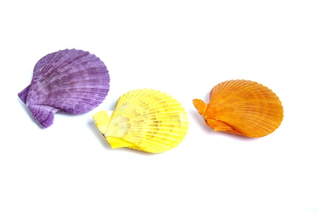 Marine sea shell in a studio setting against a white background