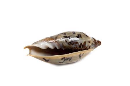 Marine sea shell in a studio setting against a white background