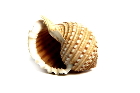 Marine sea shell in a studio setting against a white background