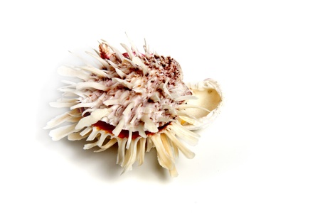 Marine sea shell in a studio setting against a white backgroundの写真素材