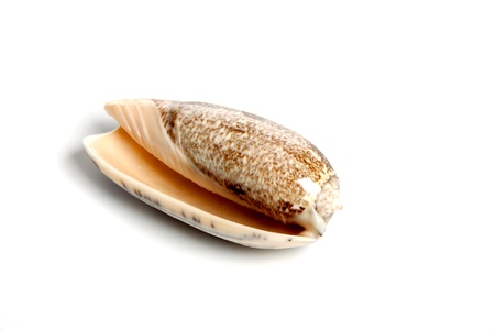 Marine sea shell in a studio setting against a white backgroundの写真素材