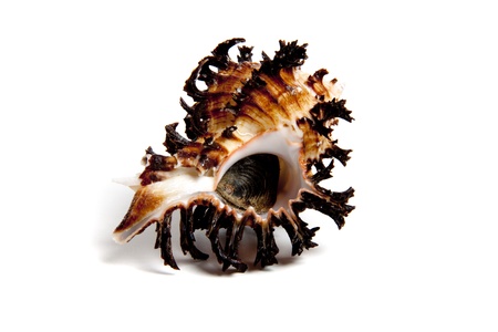 Marine sea shell in a studio setting against a white backgroundの写真素材