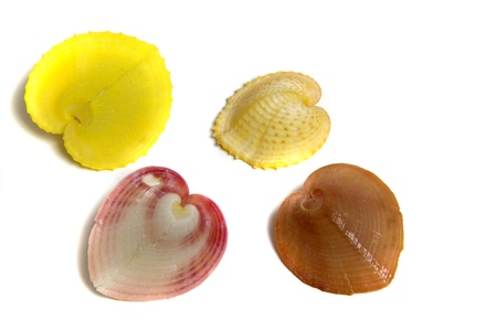 Marine sea shell in a studio setting against a white background