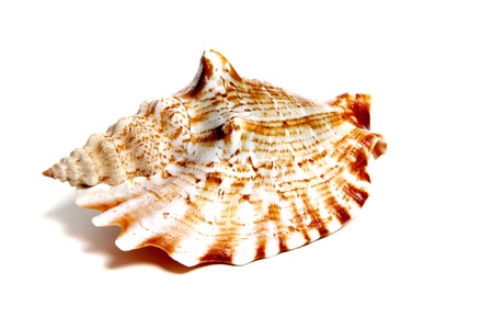 Marine sea shell in a studio setting against a white backgroundの写真素材