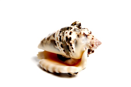 Marine sea shell in a studio setting against a white backgroundの写真素材