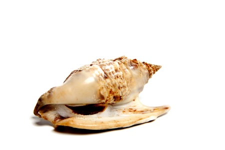 Marine sea shell in a studio setting against a white backgroundの写真素材