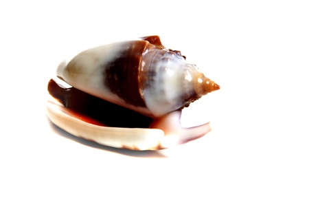 Marine sea shell in a studio setting against a white backgroundの写真素材