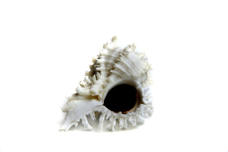Marine sea shell in a studio setting against a white background